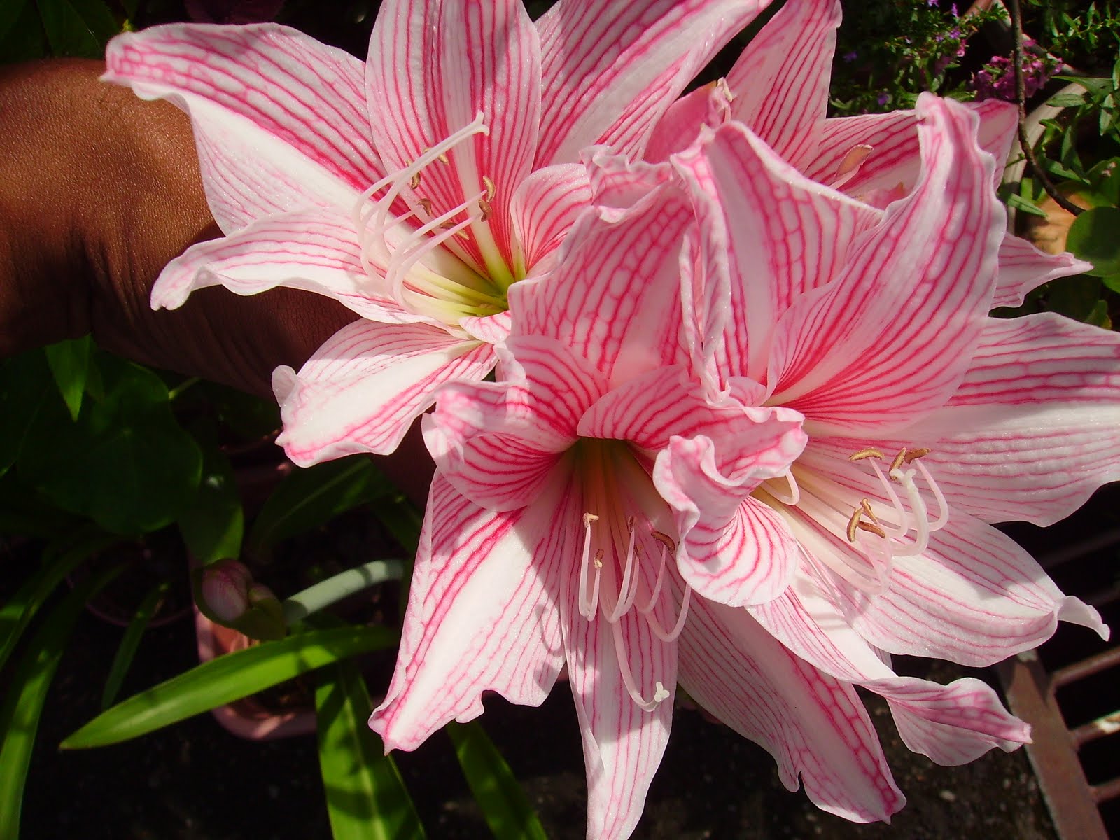 Garden Chronicles of James David Amaryllis Bloom