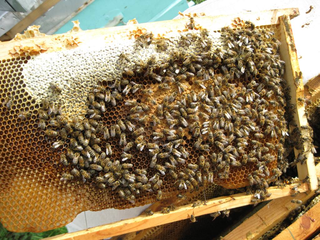 Osman Altuntaş’tan Veteriner Fakültesi Çiftlik Dergisi