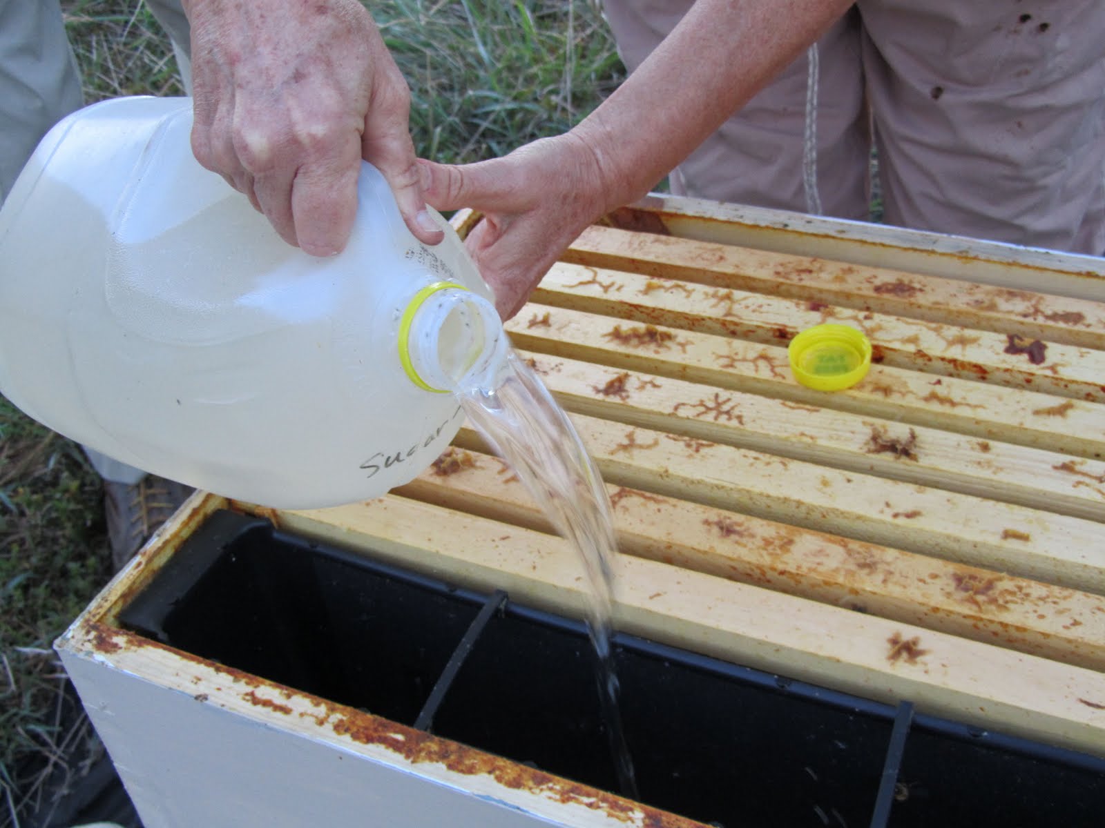 Foulkeways and Beyond Feeding the bees