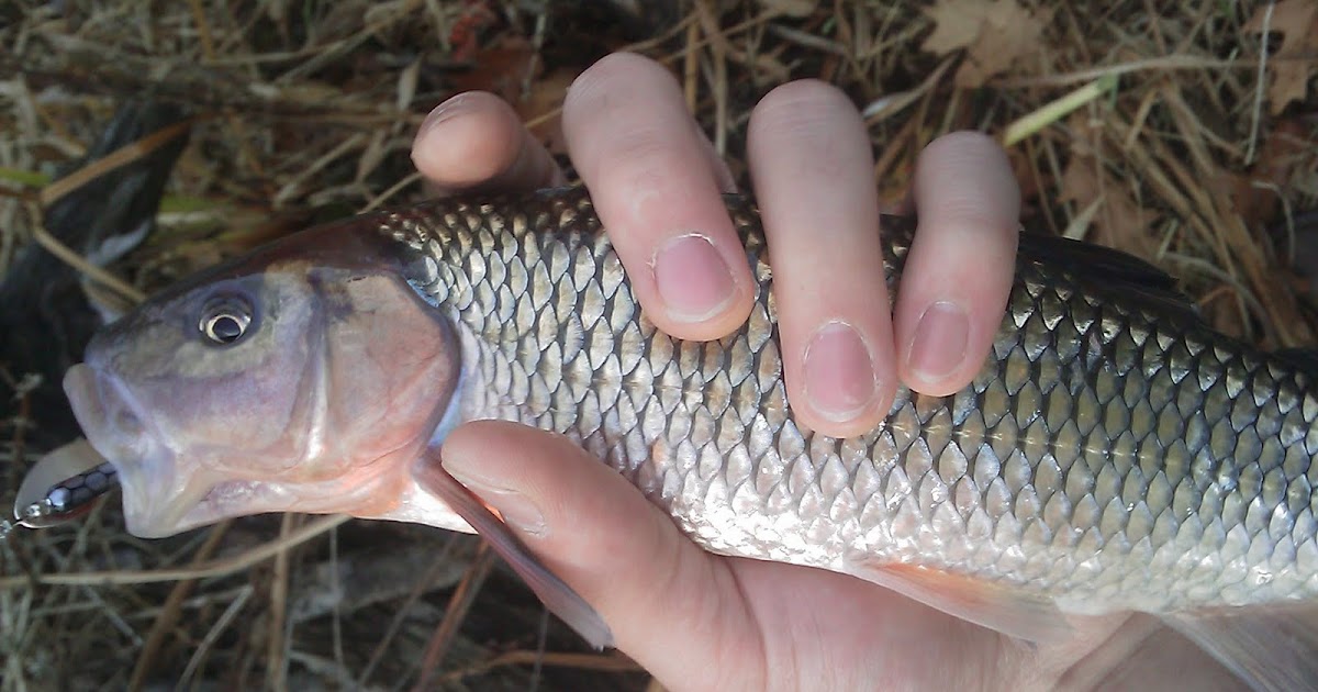 The Freshwater Fishing Blog of New England: Fall Fallfish trout fish diagrams 