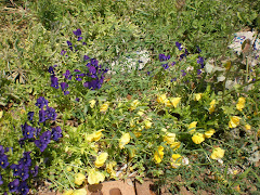 spring flowers