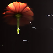 drip drop orange flower