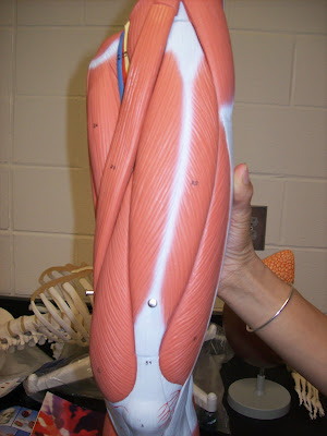 Alll About Anatomy: Leg Pictures