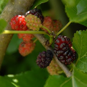 LAMAN-SERi : MeNCaRi KeReDHaaN-MU: Mulberry buah pelbagai guna