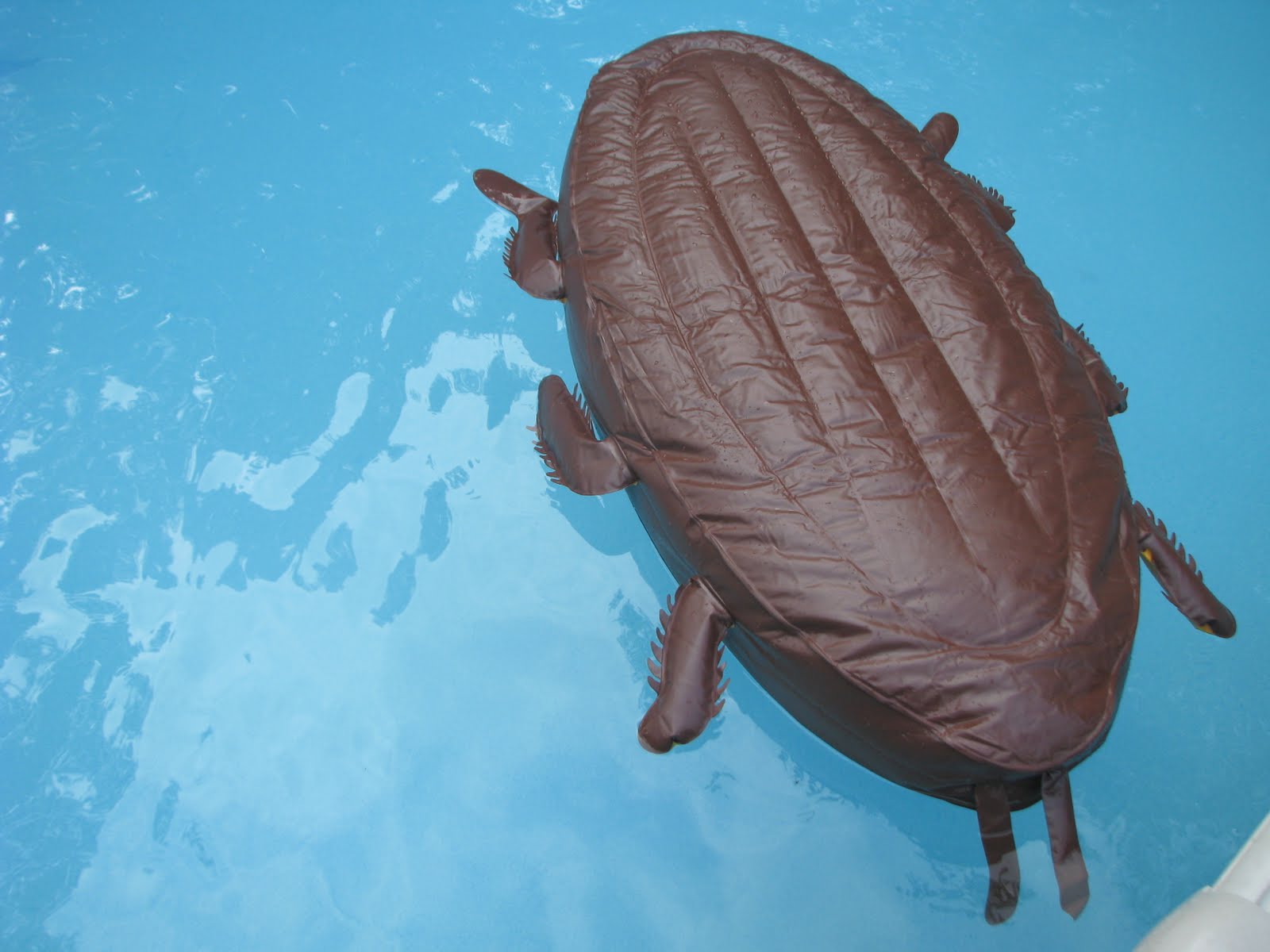 The Birdhouse: giant roach