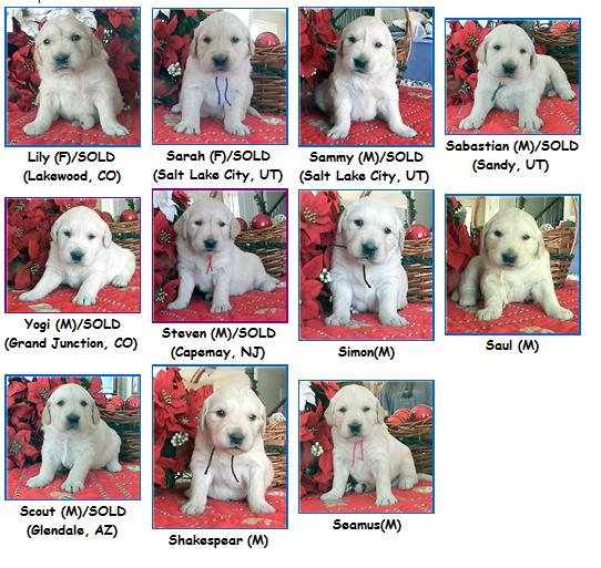 Utah English Goldens "S" Litter