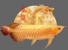 Yellow Arowana