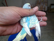 budgie