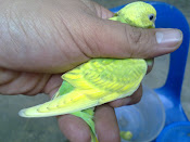 budgie