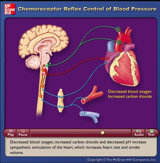 doctors videos backup: Physiology: chemoreceptor reflex control of