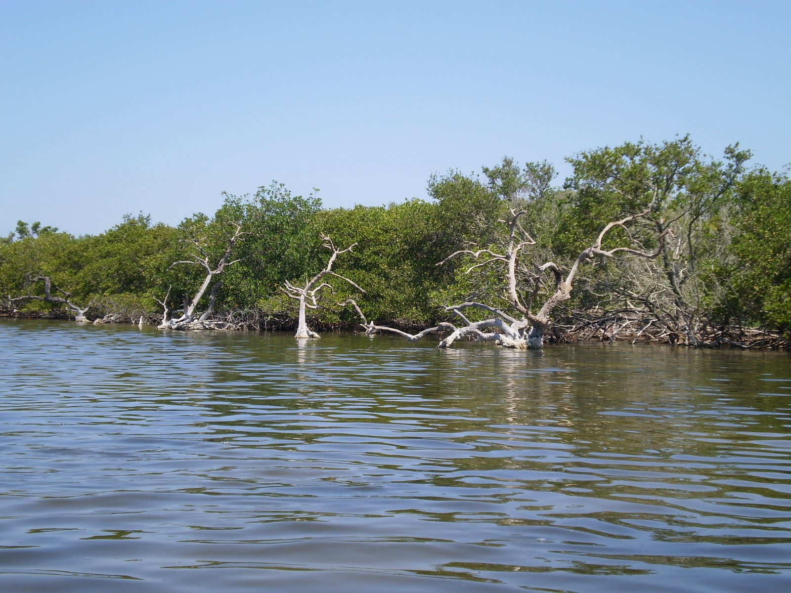 Andrea's Photo Blog: Mangrove, Swamp & Trees in Cocoa Beach Florida1600 x 1200