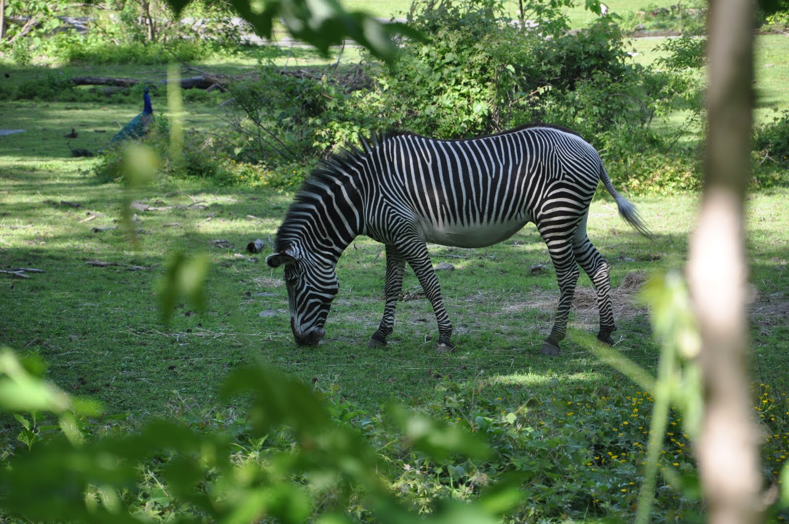 Confessions from New York: The Bronx Zoo