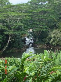 Hiding in Wailua