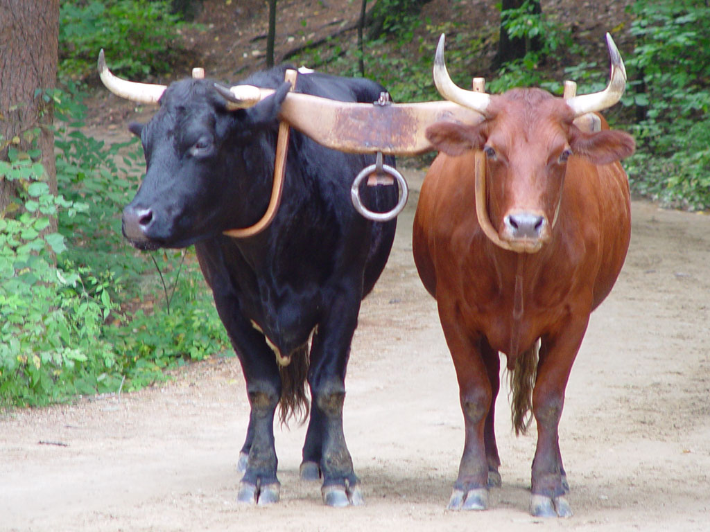 ox.jpg