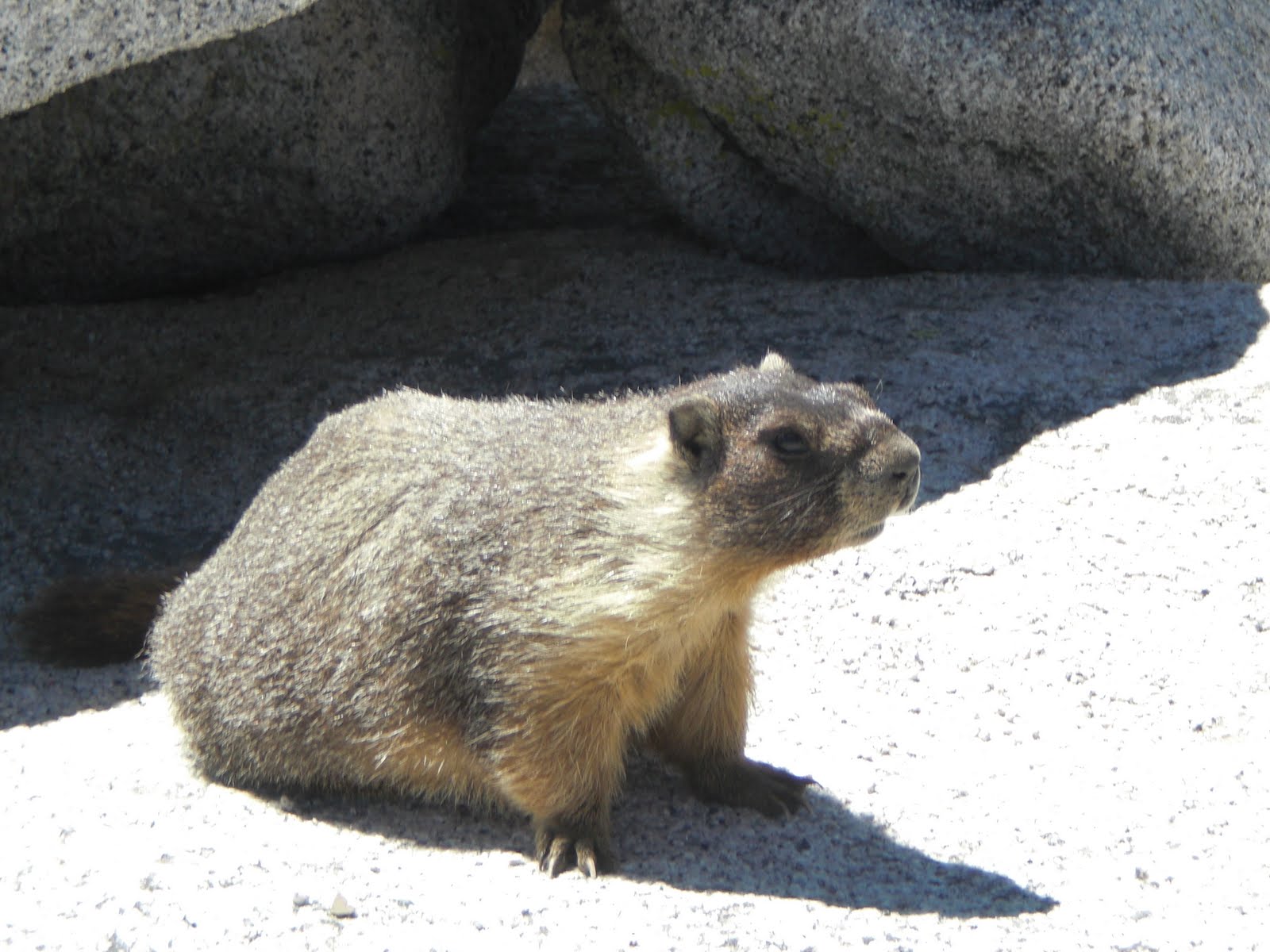 paw corner The "Ground Hog" woodchucker Marmot