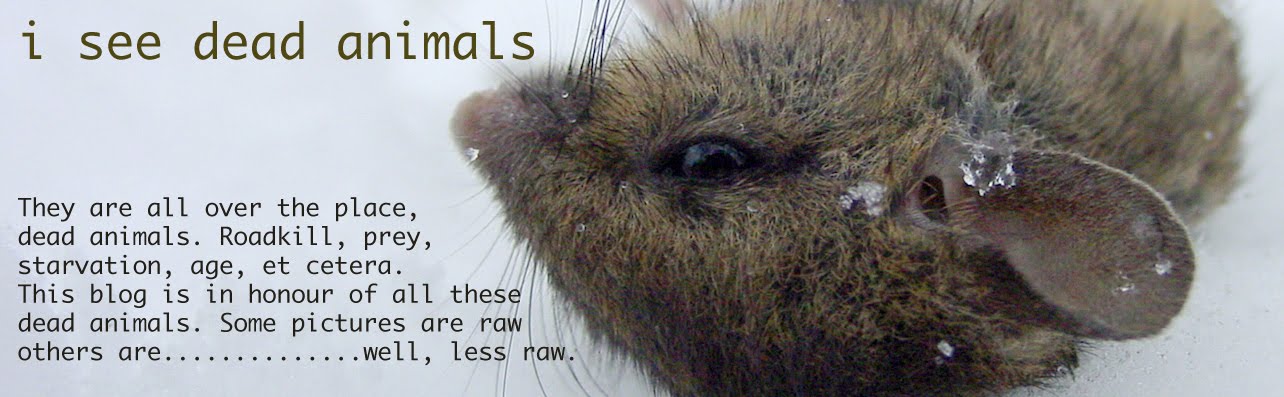 i see dead animals: Pigeon stuck in track