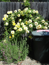 I planted a garden around the trash and recycling bins and Mother Nature smiled...