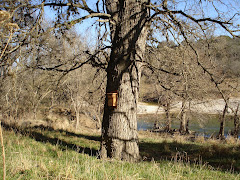 Nest Box 6