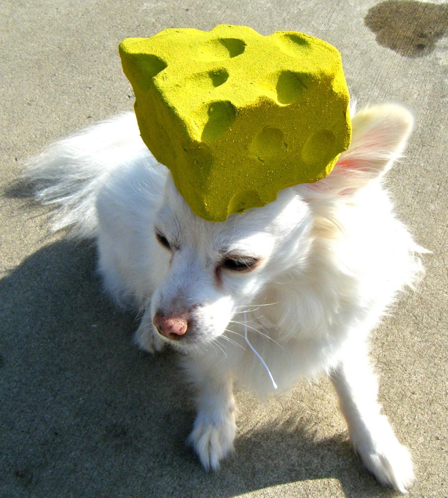 Sew DoggyStyle Make a Cheesehead Hat!
