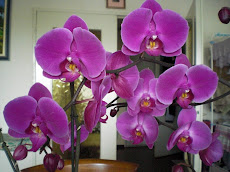 អកគីដេពណ៌ស្វាយ