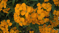 ផ្កាពណ៌លឿង