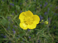 បុផ្ផាមួយទង