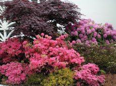 ផ្ការីកចម្រុះពណ៌