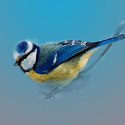 [bluetit02.jpg]
