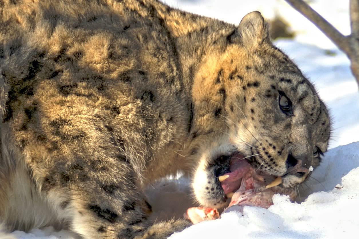 KWI Airsoft: Operation Snow Leopard