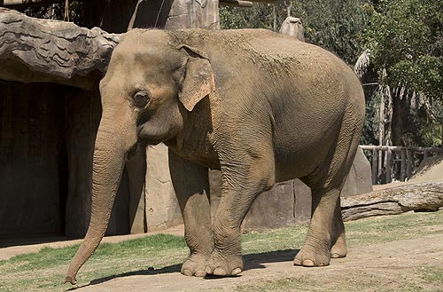 [sunita-wild-animal-park-oldest-elephant.jpg]