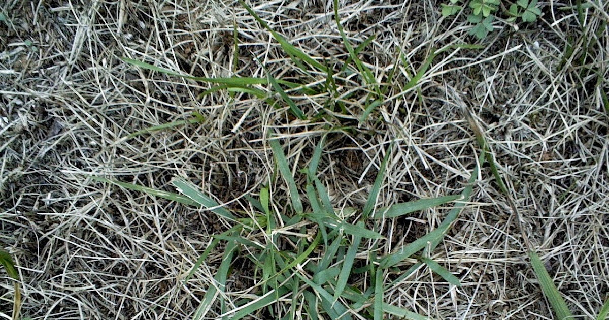 Good Hill Press Tennessee lawn grass