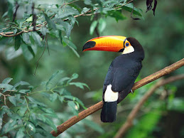 A bird I don't see everyday