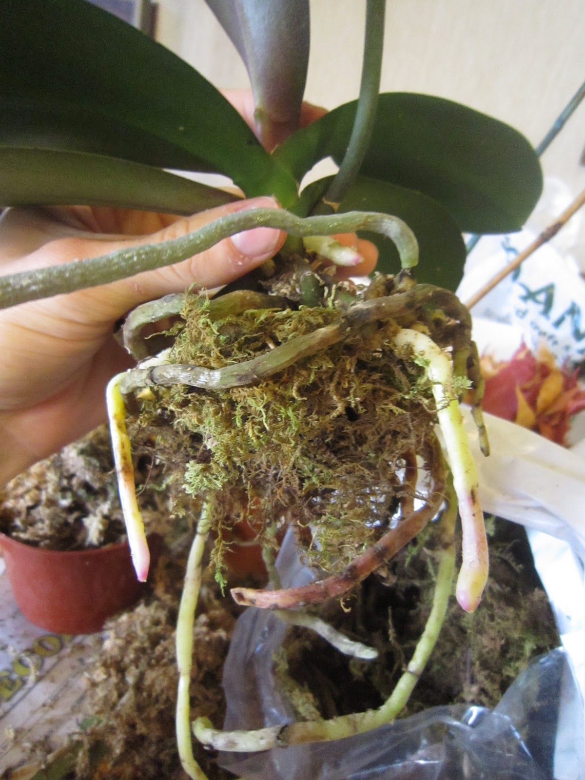 My second orchid. I thought I lost her to root rot. Replanted in sphagnum  moss with about 2 roots left. Look what I found today! : r/orchids