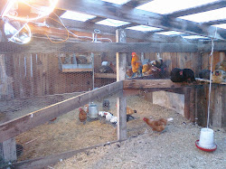chicken interior bear enrichment proof pens chickens