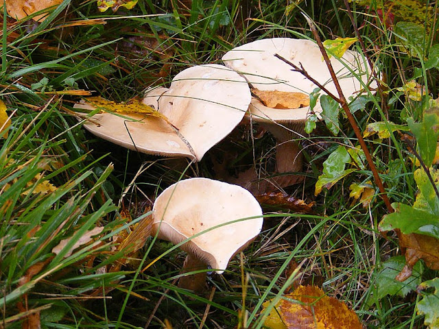 Trooping Funnel Infundibulicybe geotropa.  Indre et Loire, France. Photographed by Susan Walter. Tour the Loire Valley with a classic car and a private guide.