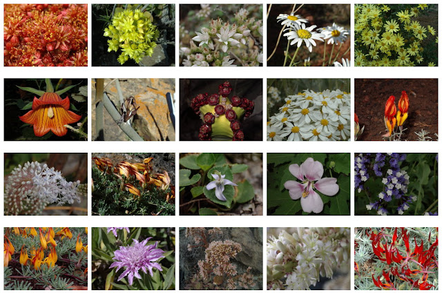Nuestro blog de flora canaria