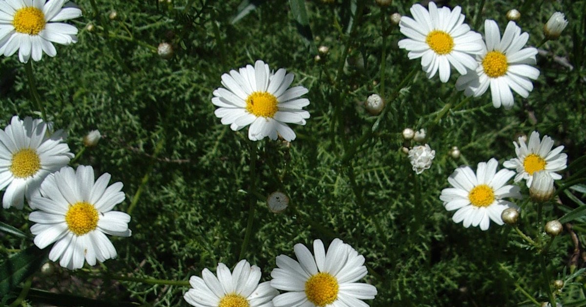 Argyranthemum adauctum subsp. gracile (Sch. Bip.) Humphries