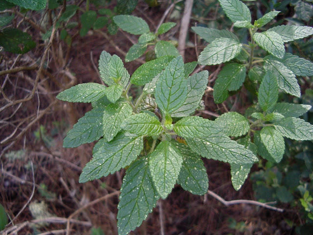Bystropogon canariensis