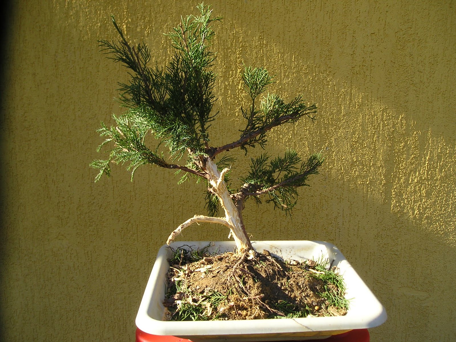 HIRTH BONSAI Juniperus chin Mint Julep 1.