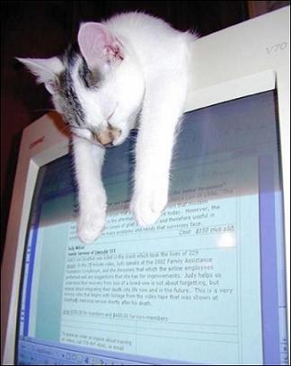 [cat_sleeping_on_computer_screen.jpg]