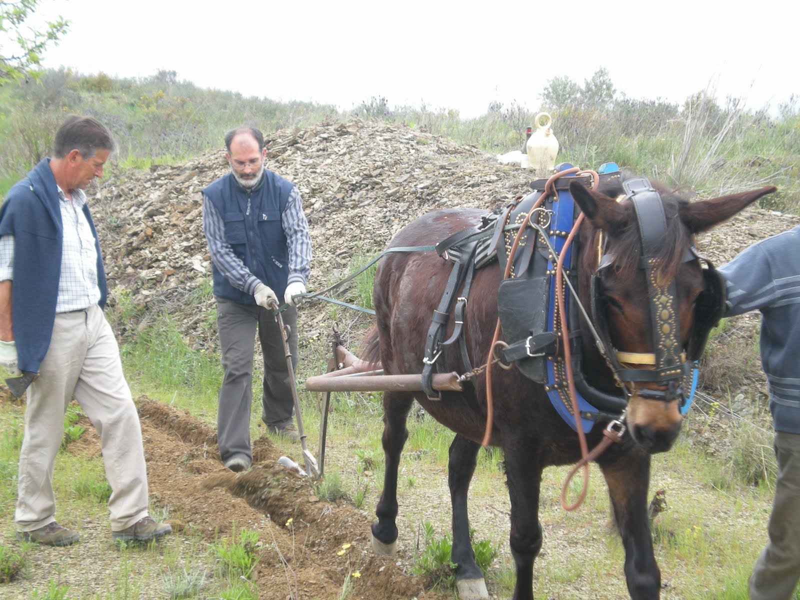 Agroainsa Ecol gica Hoy Tracci n - 4%C2%AA Jornada Tracci%C3%B3 Animal A La Vinya 026.JPG