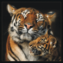 Tigres da Siberia