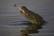 Crocodilos