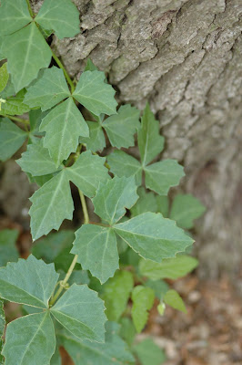Window on a Texas Wildscape: New vine