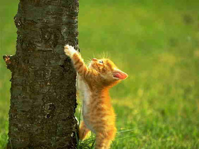 Cat Trying To Climb Tree