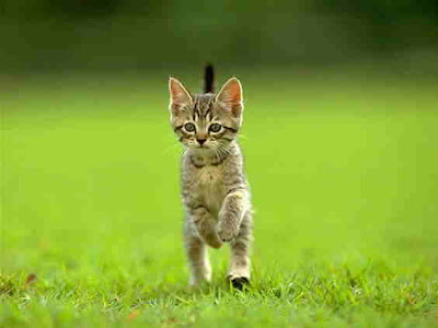 Cat Trying to Walking on two legs Standing On Lawn