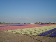 Campo de Jacintos na Holanda