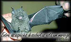 [morcegos.jpg]