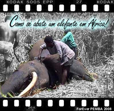 [elefantemorto.jpg]