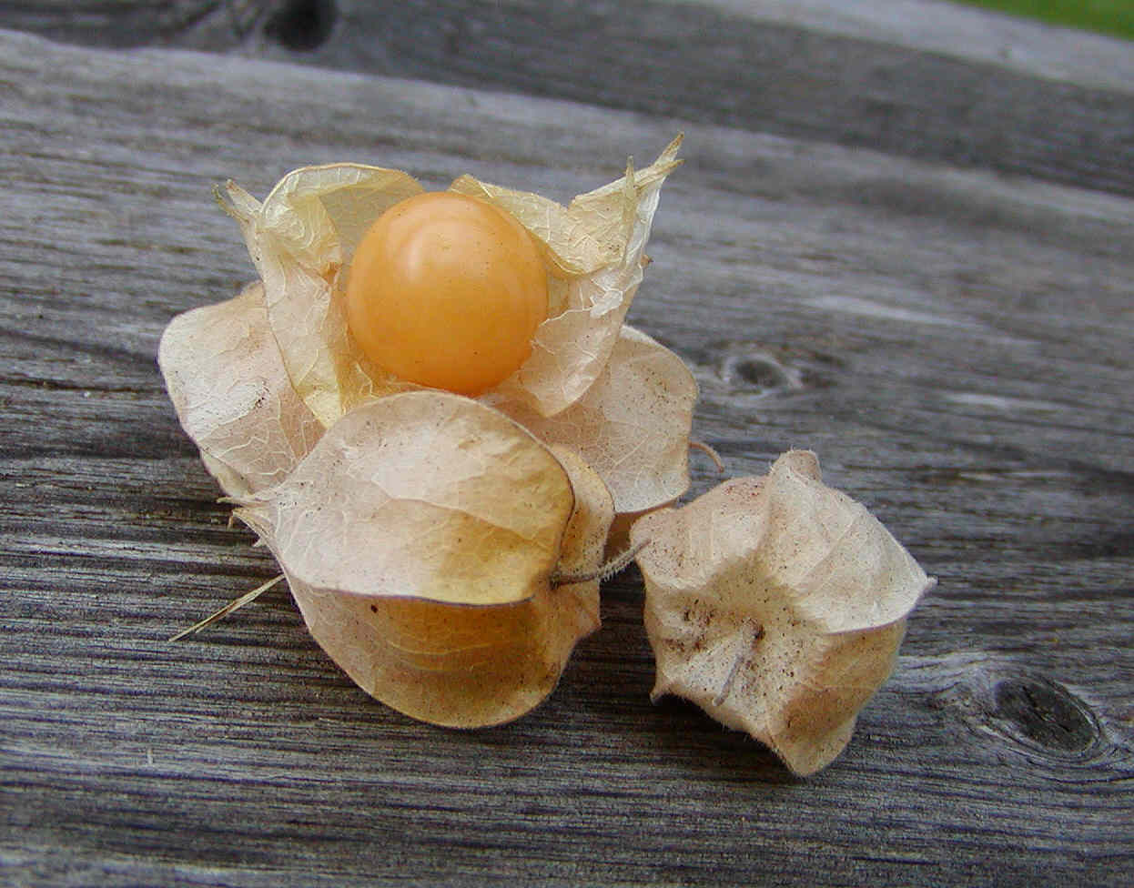 Sheryl's Garden Ground Cherries